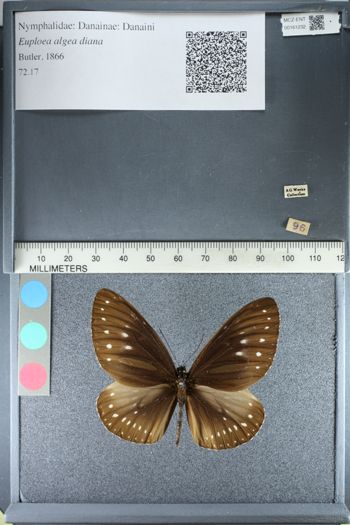 Media type: image;   Entomology 161232
